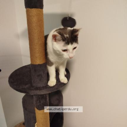 Photo de chat perdu à Thonon Les Bains