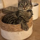 Photo de chat perdu à Nieul Le Dolent