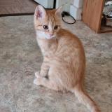 Photo de chat perdu à Thonon Les Bains