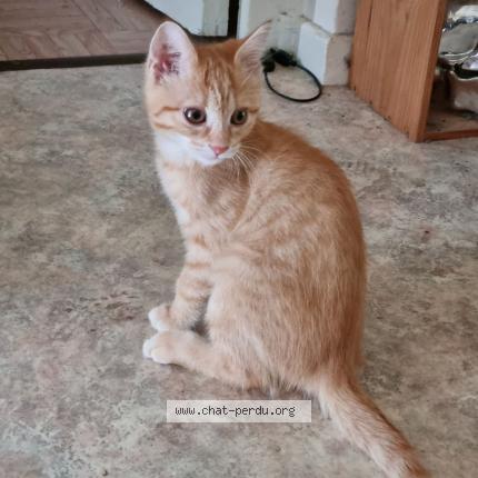 Photo 1/1 Mousse ou Minouche Chat perdu à Thonon les bains