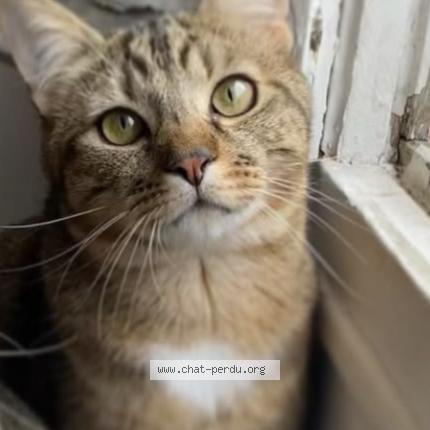 Photo 1/1 Danny Chat perdu à Choisy le roi