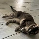 Photo de chat perdu à Wattrelos