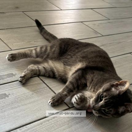 Photo 1/1 Gandhy Chat perdu à Wattrelos