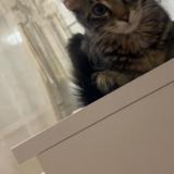 Photo de chat perdu à Villefranche Sur Saone