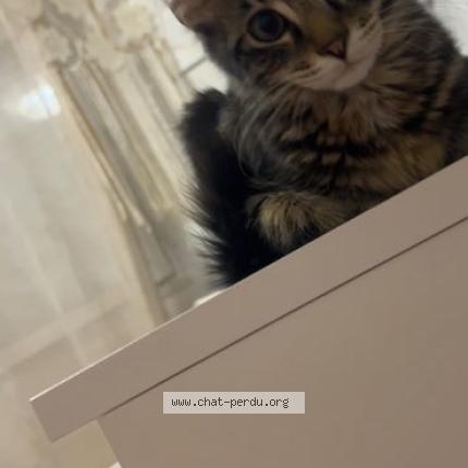 Photo 1/1 Mickey Chat perdu à Villefranche sur saone