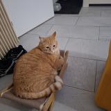 Photo de chat perdu à Thiais