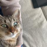 Photo de chat perdu à Langogne