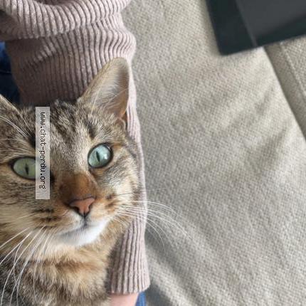 Photo 1/1 Ruben Chat perdu à Langogne