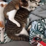 Photo de chat perdu à Saint Pee Sur Nivelle