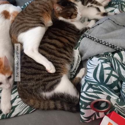 Photo 1/1 Gino Chat perdu à Saint pee sur nivelle