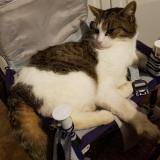 Photo de chat perdu à Ploemeur