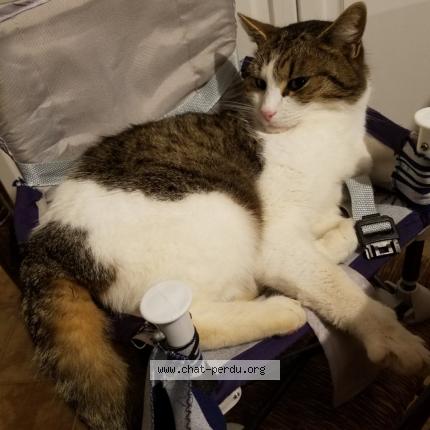 Photo 1/1 Maela Quenea Chat perdu à Ploemeur