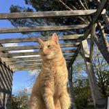 Photo de chat perdu à Nort Sur Erdre