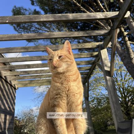 Photo 1/1 Finn Chat perdu à Nort sur erdre