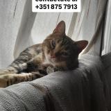 Photo de chat perdu à Cordoba Capital