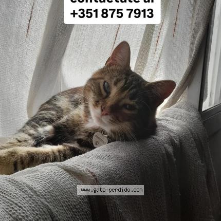 Photo 1/1 Padme Chat perdu à Cordoba capital