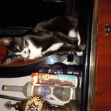 Photo de chat perdu à Denver