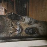 Photo de chat perdu à Pasadena