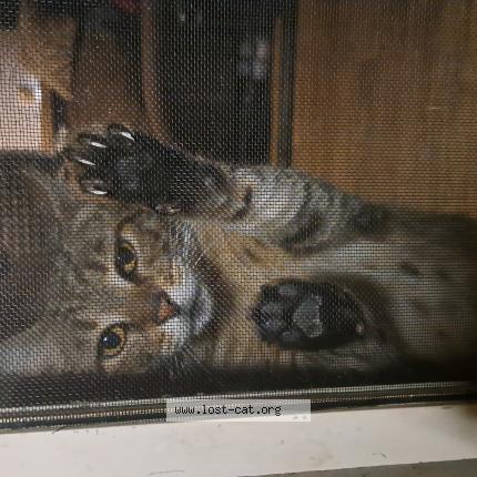 Photo 1/1 Sasha Chat perdu à Pasadena