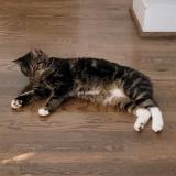 Photo de chat perdu à Montevallo