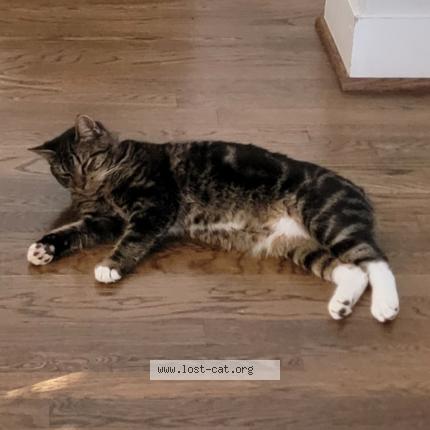 Photo 1/1 Bella Chat perdu à Montevallo