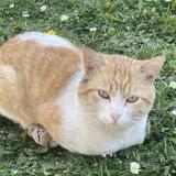 Photo de chat perdu à Goussainville