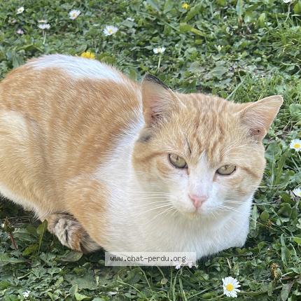 Photo 1/1 Cacahu&egrave;te Chat perdu à Goussainville