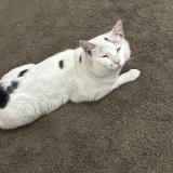 Photo de chat perdu à Helendale