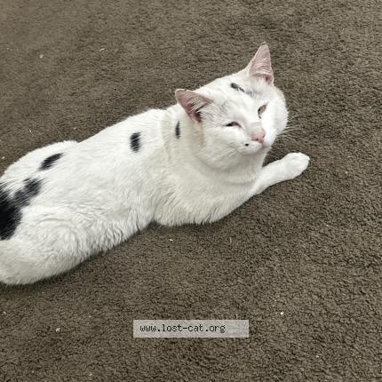 Photo 1/1 Sushi Chat perdu à Helendale