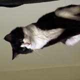 Photo de chat perdu à Orlando