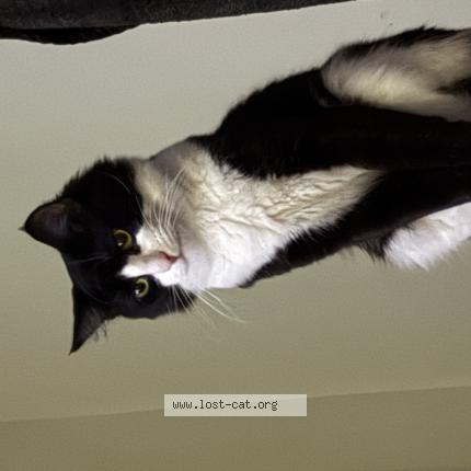 Photo 1/1 Grumpy Chat perdu à Orlando