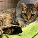 Photo de chat perdu à Houilles