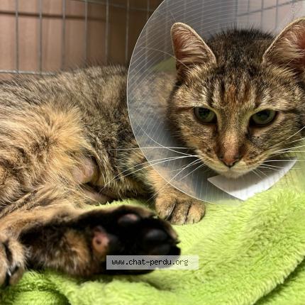 Photo 1/1 Tigrette Chat perdu à Houilles