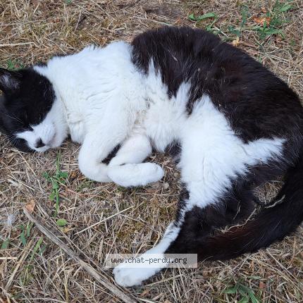 Photo 1/1 Lounty Chat perdu à Colomiers
