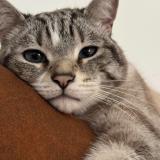 Photo de chat perdu à Chenee