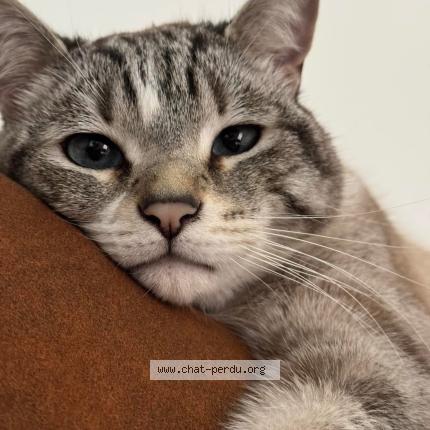 Photo 1/1 Matoaka Chat perdu à Chenee