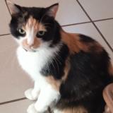 Photo de chat perdu à Macon