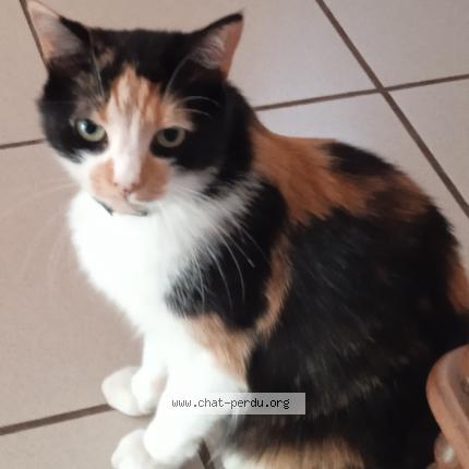 Photo 1/1 Plume Chat perdu à Macon