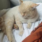 Photo de chat perdu à Livry Gargan