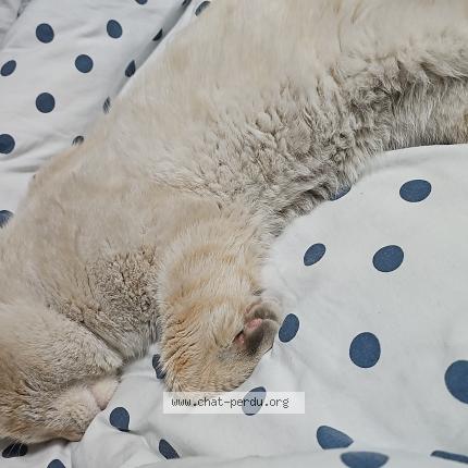 Photo 2/3 John snow Chat perdu à Livry gargan