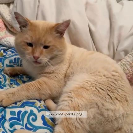 Photo 3/3 John snow Chat perdu à Livry gargan