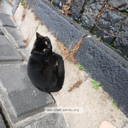 Photo 1/1 Chat trouvé Trouvé à Clermont ferrand