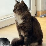 Photo de chat trouvé à Lille