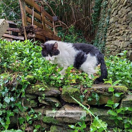 Photo 1/5 Chat trouvé Trouvé à Ploneour lanvern