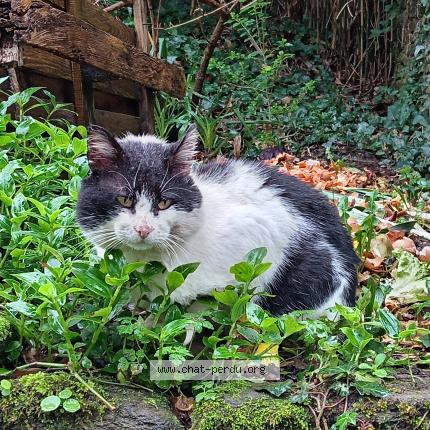 Photo 2/5 Chat trouvé Trouvé à Ploneour lanvern