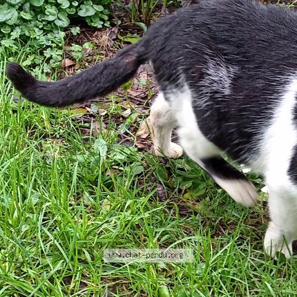 Photo 3/5 Chat trouvé Trouvé à Ploneour lanvern