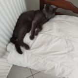 Photo de chat perdu à St Leger Sur Dheune
