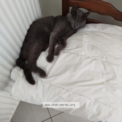 Photo 1/1 Yoda Chat perdu à St leger sur dheune