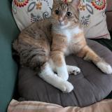 Photo de chat perdu à Villeneuve Le Roi