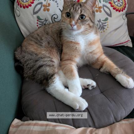 Photo 1/1 Ayra Chat perdu à Villeneuve le roi